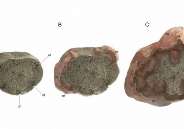 prehistoryczne nowotwory