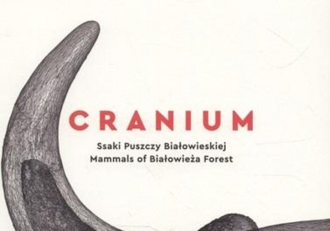 Cranium Ssaki Puszczy Bialowieskiej