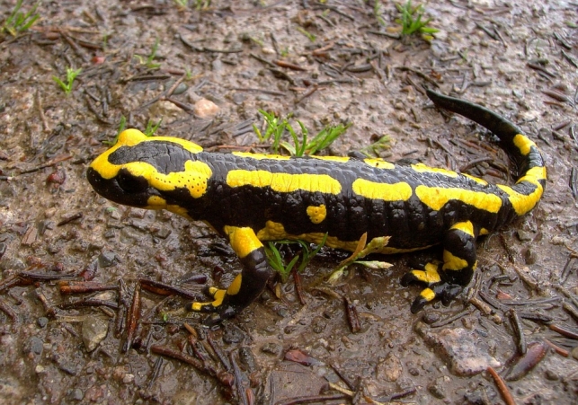 salamandra plamista