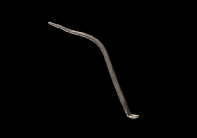 ligula