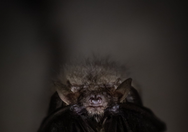 Nietoperze w Puszczy Rominckiej 