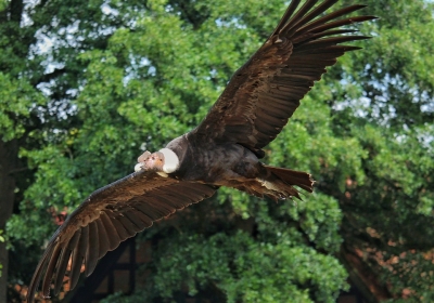 Kondorzyca Beti