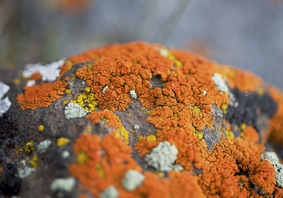 porosty w przyrodzie